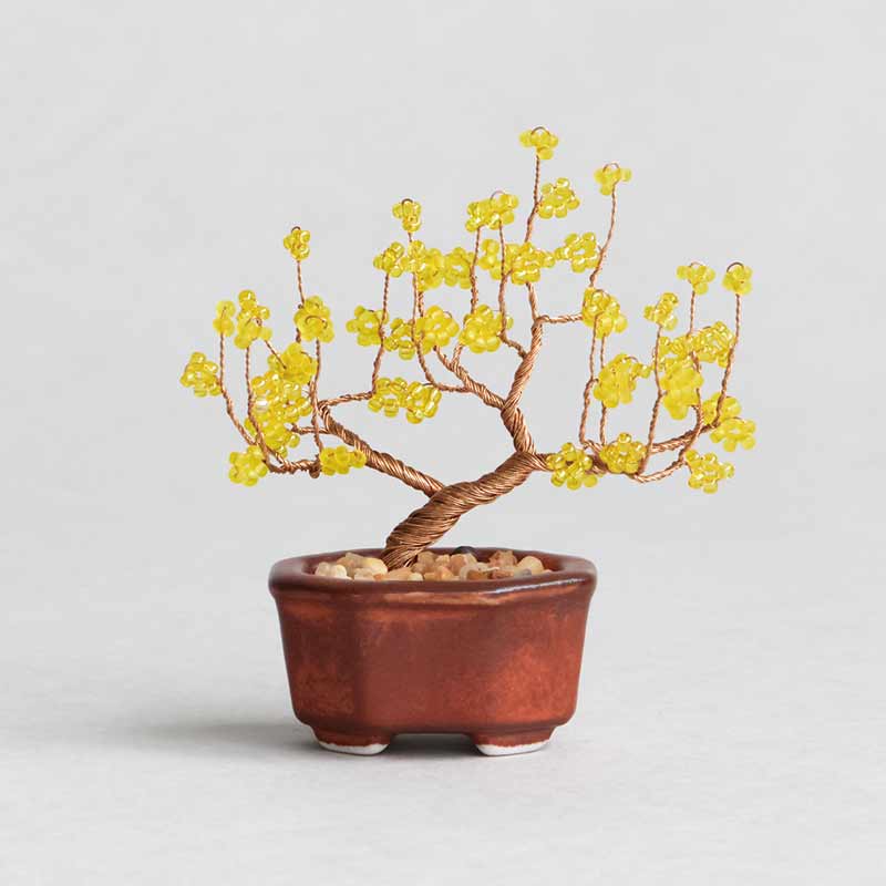 ネジッテBONSAI（蝋梅）