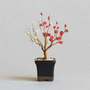 ネジッテBONSAI（梅）
