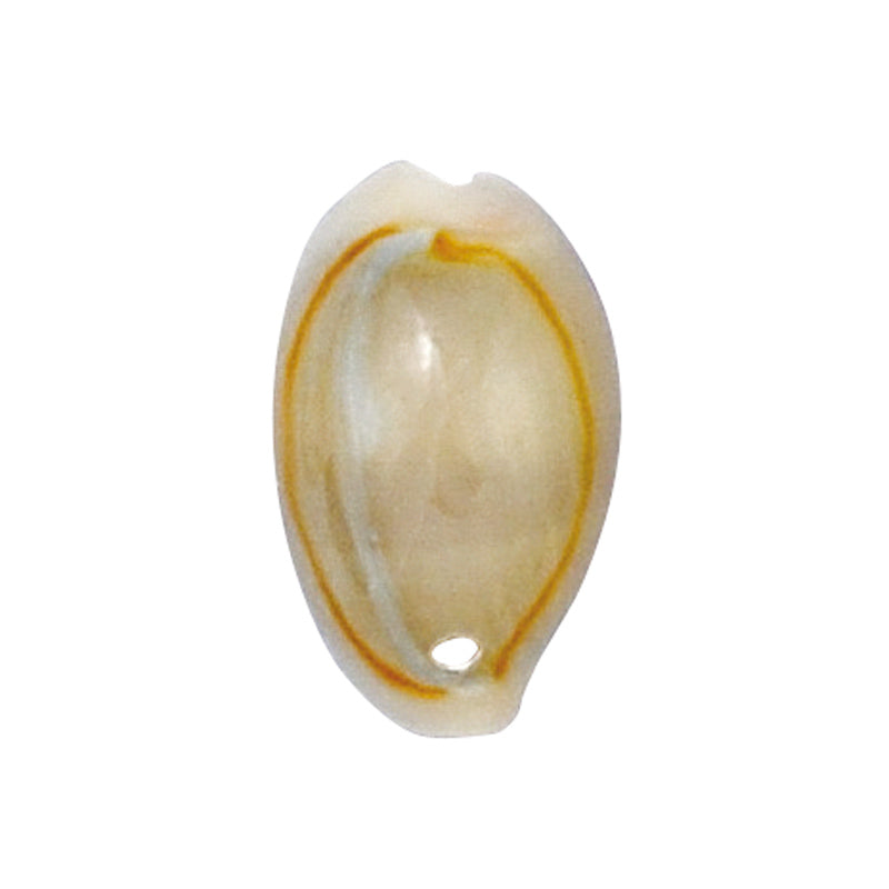 シェル